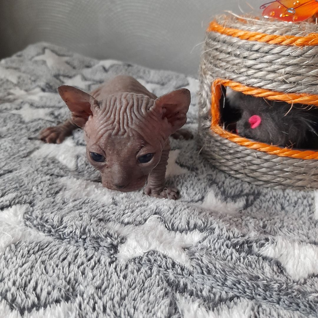 Kanadische Spynx Kitten mit Stammbaum