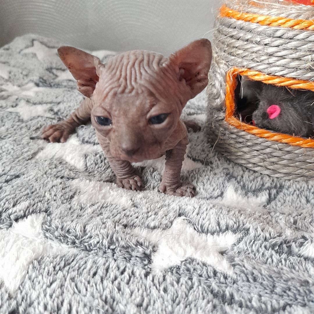 Kanadische Spynx Kitten mit Stammbaum