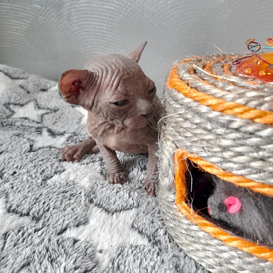 Kanadische Spynx Kitten mit Stammbaum