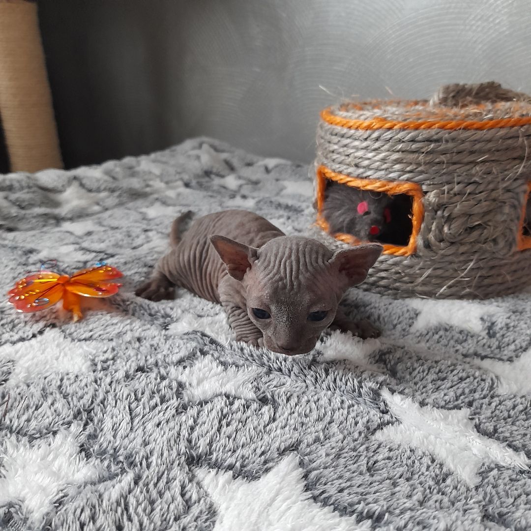 Kanadische Spynx Kitten mit Stammbaum