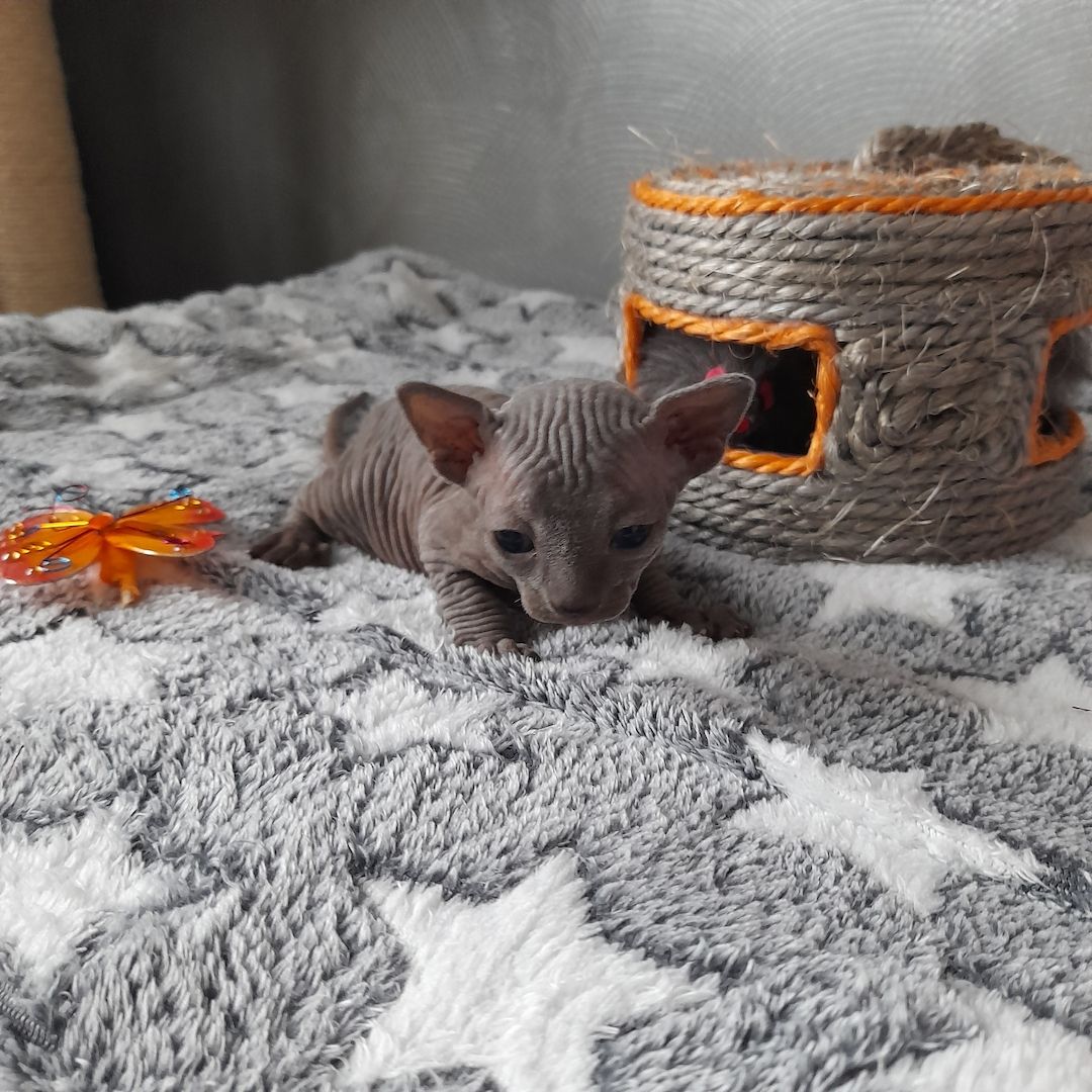 Kanadische Spynx Kitten mit Stammbaum