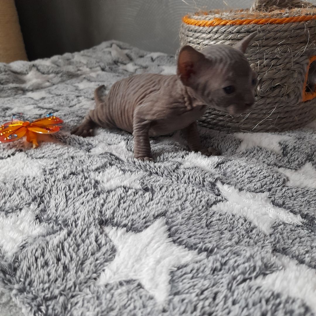 Kanadische Spynx Kitten mit Stammbaum