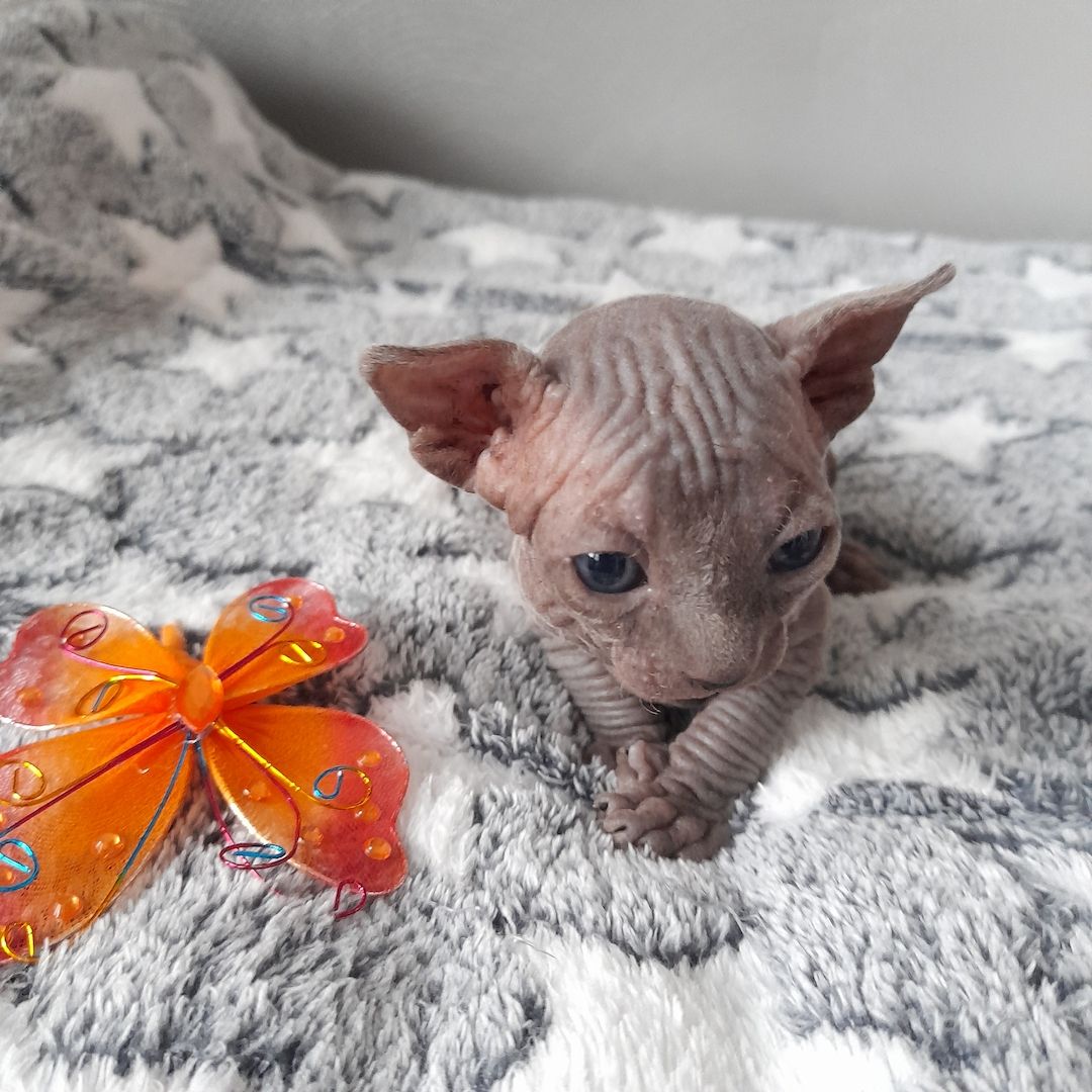 Kanadische Spynx Kitten mit Stammbaum