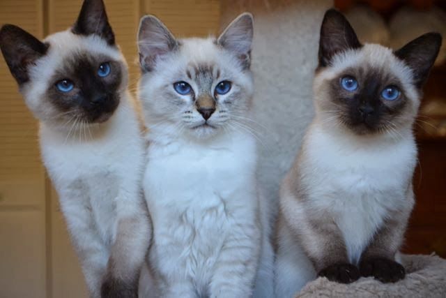 BKK mix Bombay Katzen Schwarz 2xW)