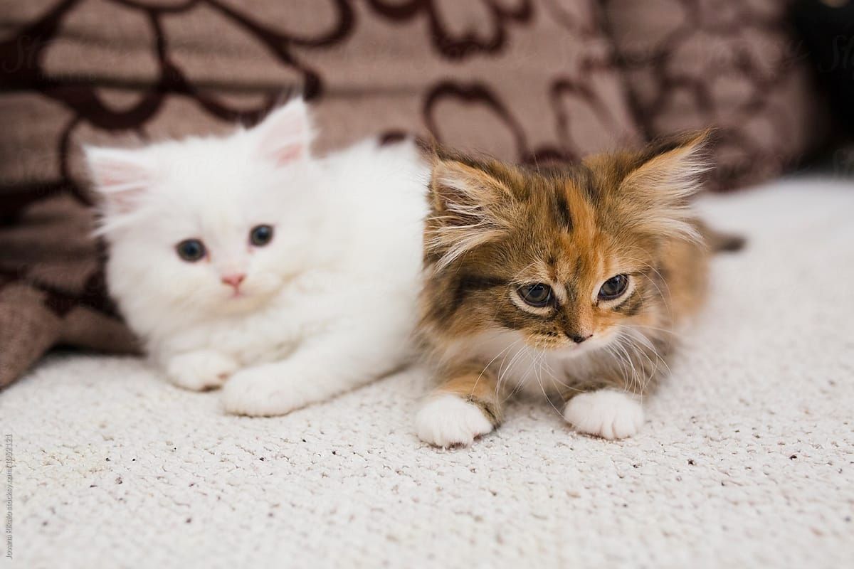 Perser Kitten mit Nase Perser Kitten mit Nase