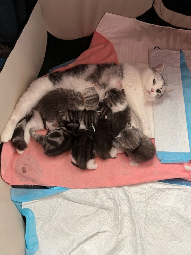 Reinrassige BKH Kitten