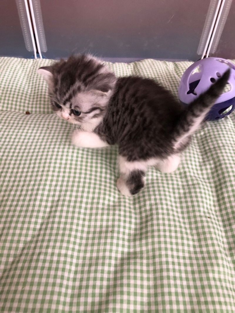 Reinrassige BKH Kitten