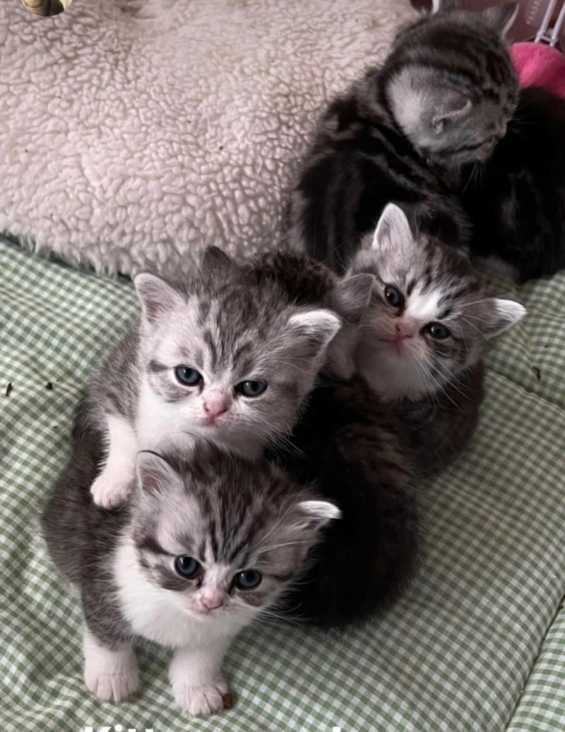 Reinrassige BKH Kitten