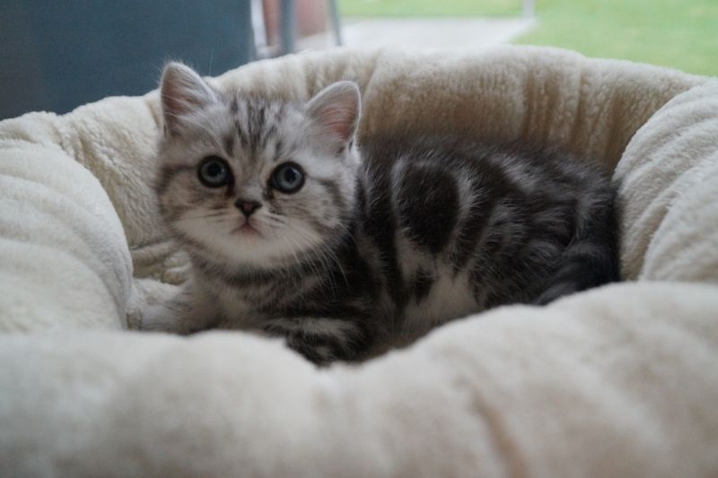 Süße Mix Kätzchen