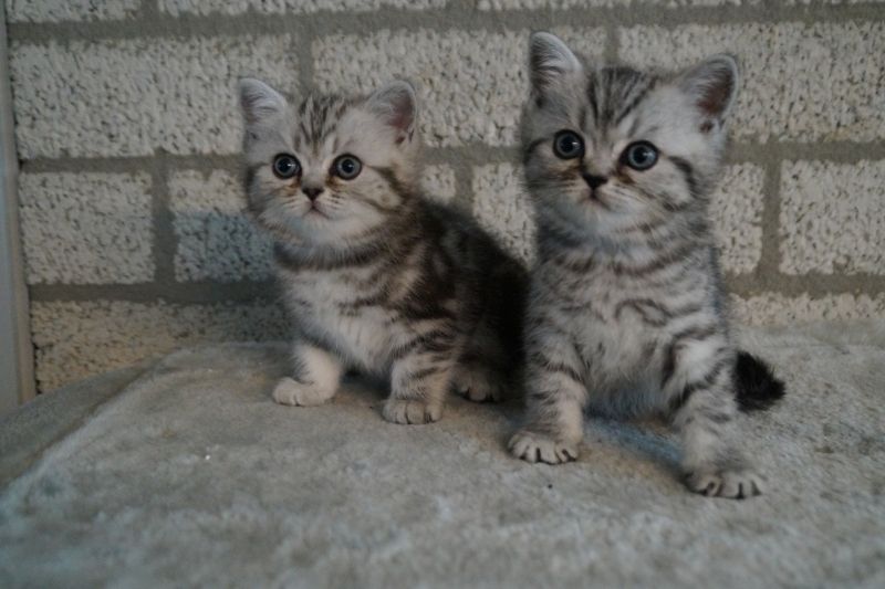 Süße Mix Kätzchen