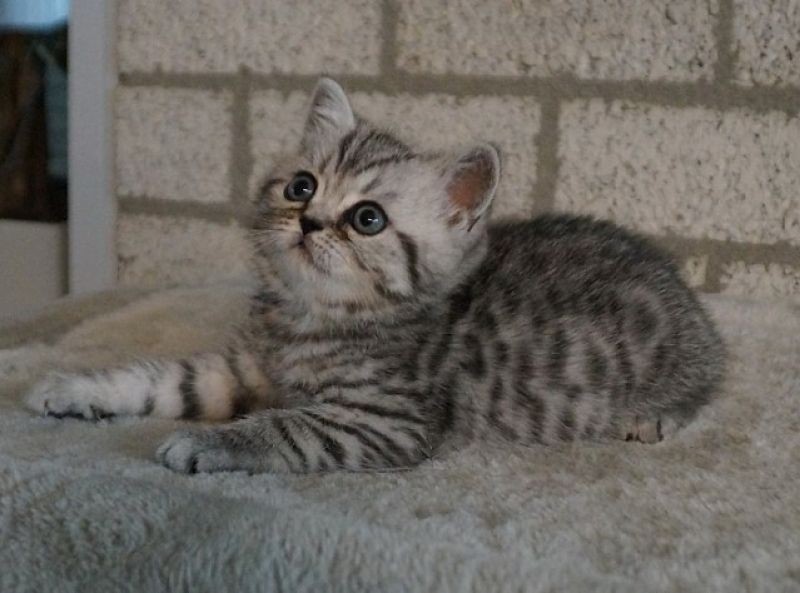 Süße Mix Kätzchen