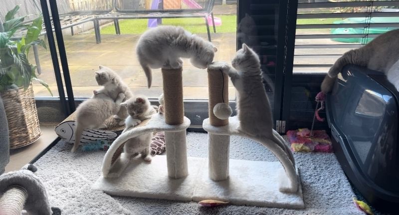 Kater sucht liebevolles Zuhause