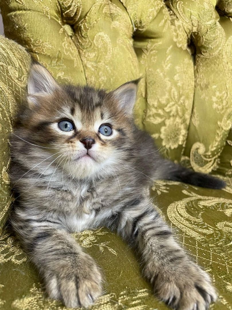 Reinrassige sibirische Waldkatzen Kitten