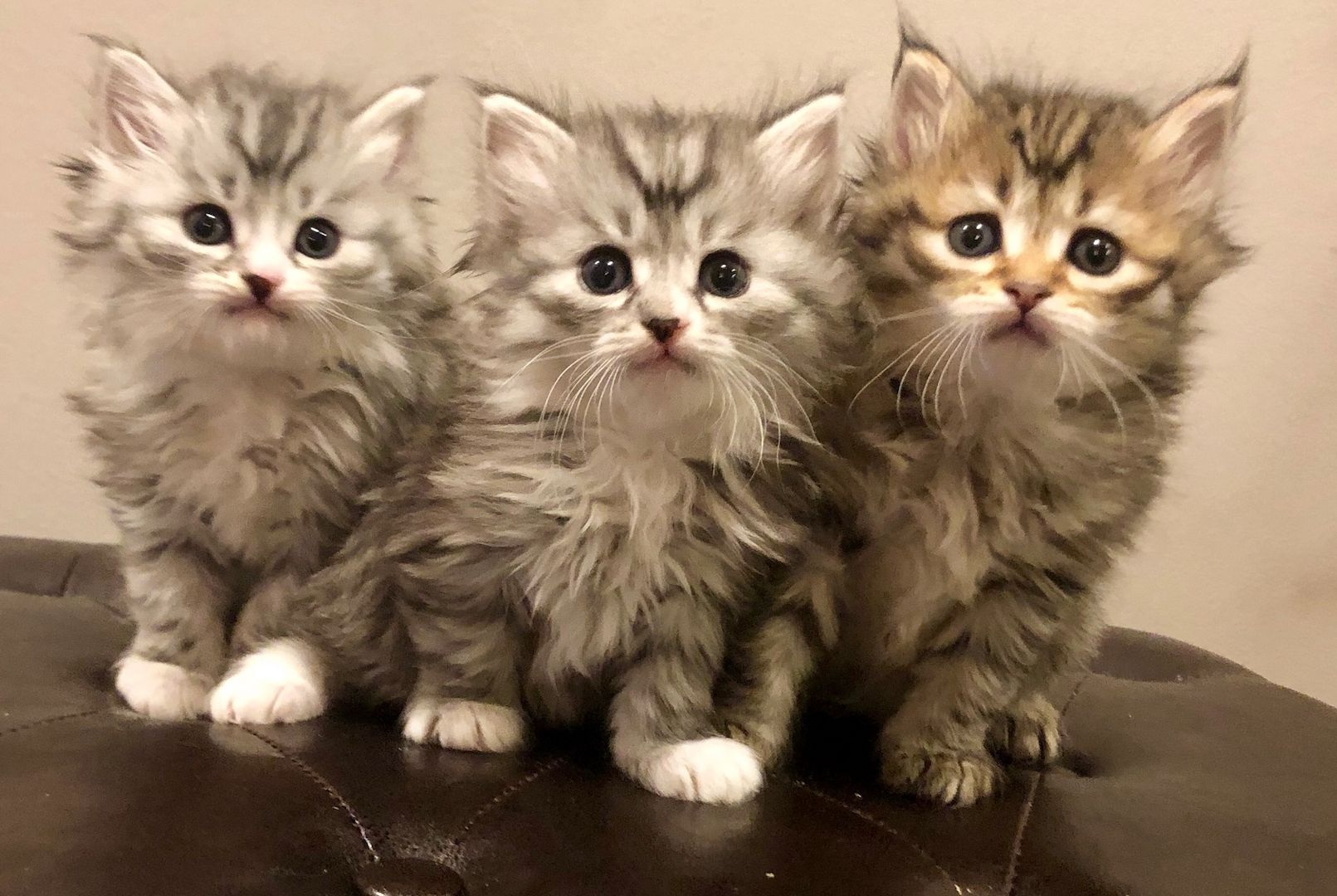 6 Main coon suchen ein zuhause