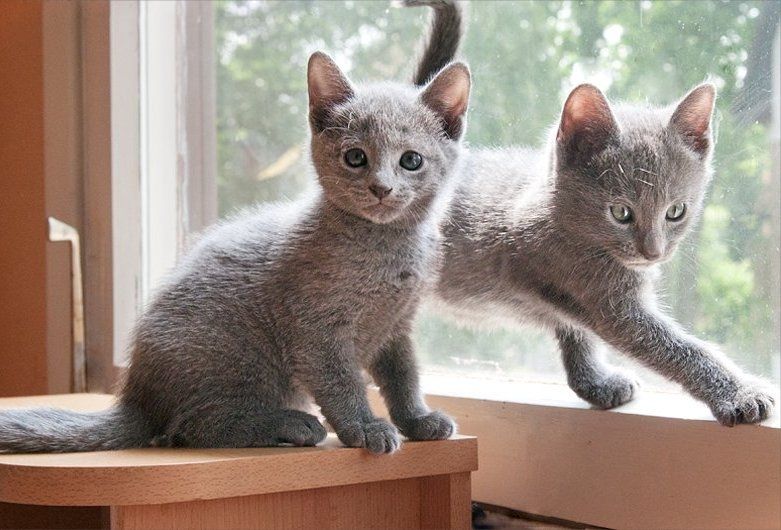 Russisch Blau Kätzchen abzugeben.