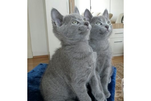 Russisch Blau Kätzchen abzugeben.