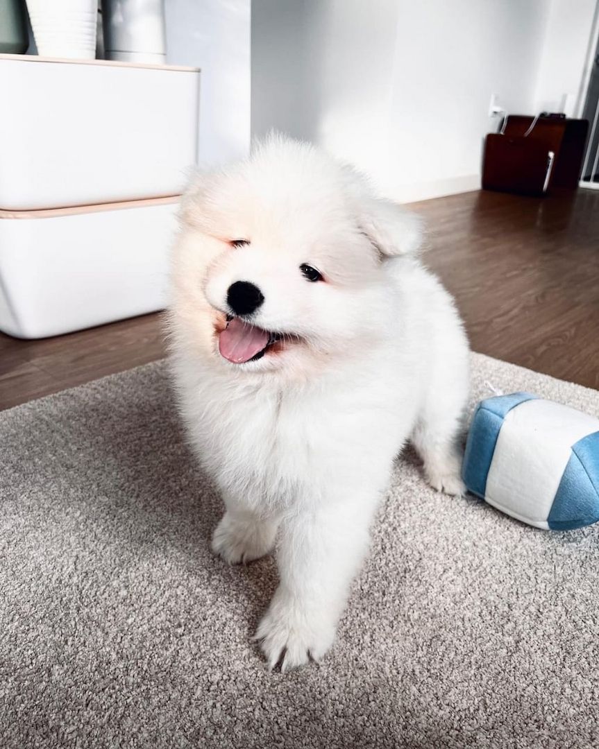 Ein wunderschöner Samojedenwelpe