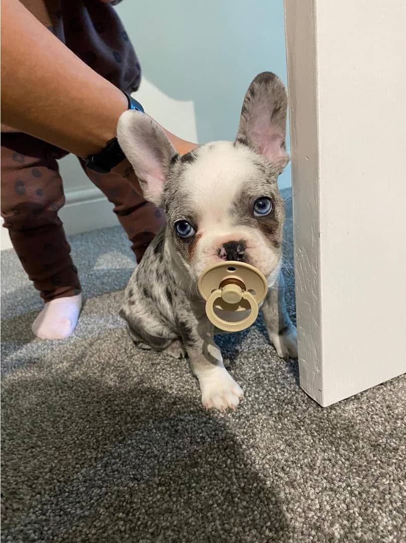 Sozialer Französischer Bulldoggenwelpe.