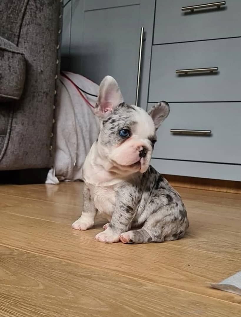 Sozialer Französischer Bulldoggenwelpe.