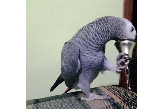 Handaufgezogener Graupapagei Handaufgezogener Graupapagei