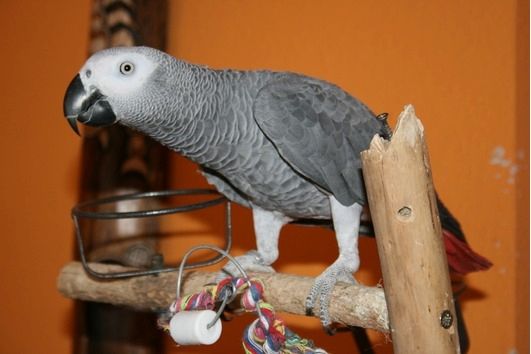 Handaufgezogener Graupapagei Handaufgezogener Graupapagei