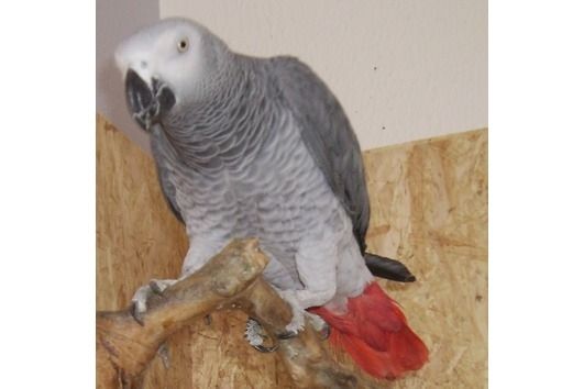 Handaufgezogener Graupapagei Handaufgezogener Graupapagei