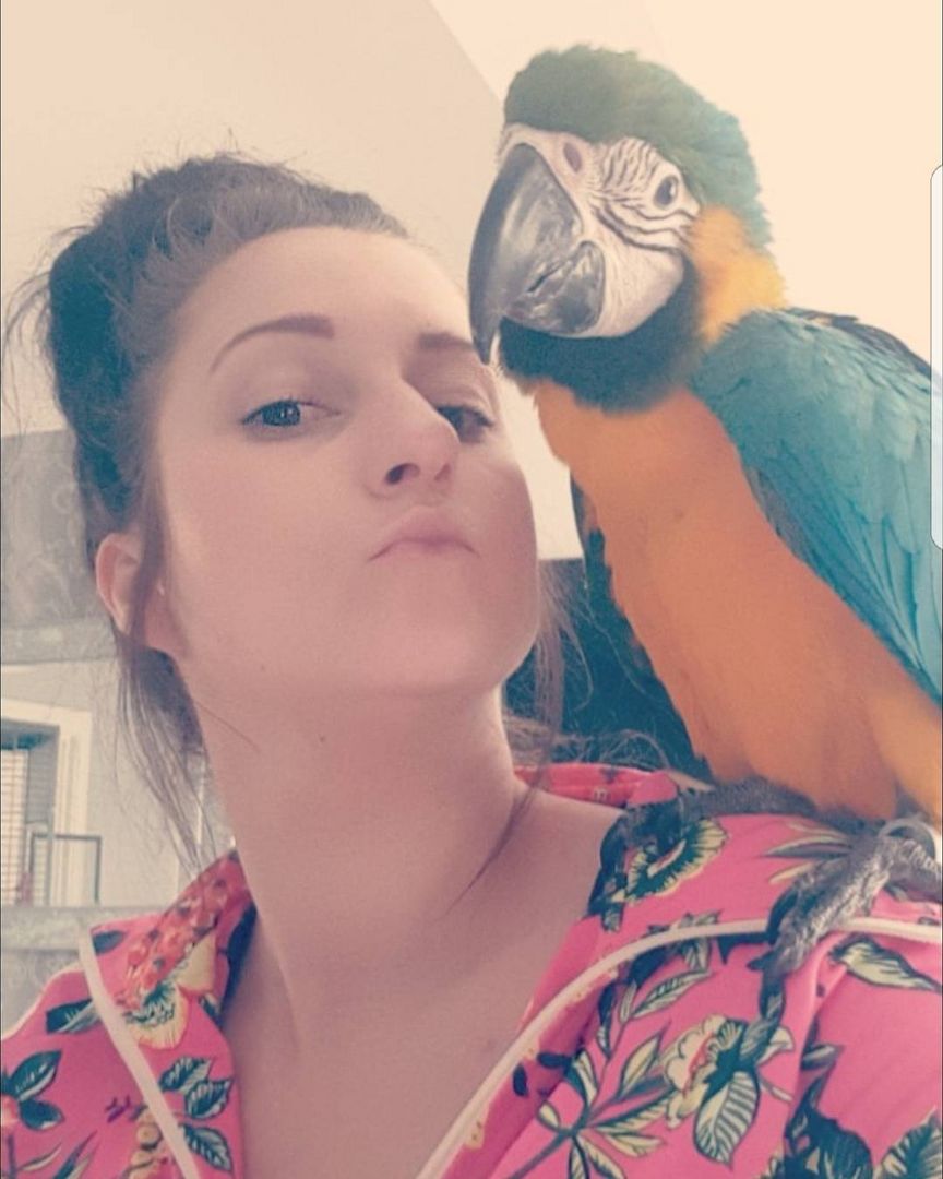 Wunderschöner Blau-Goldara-Papagei