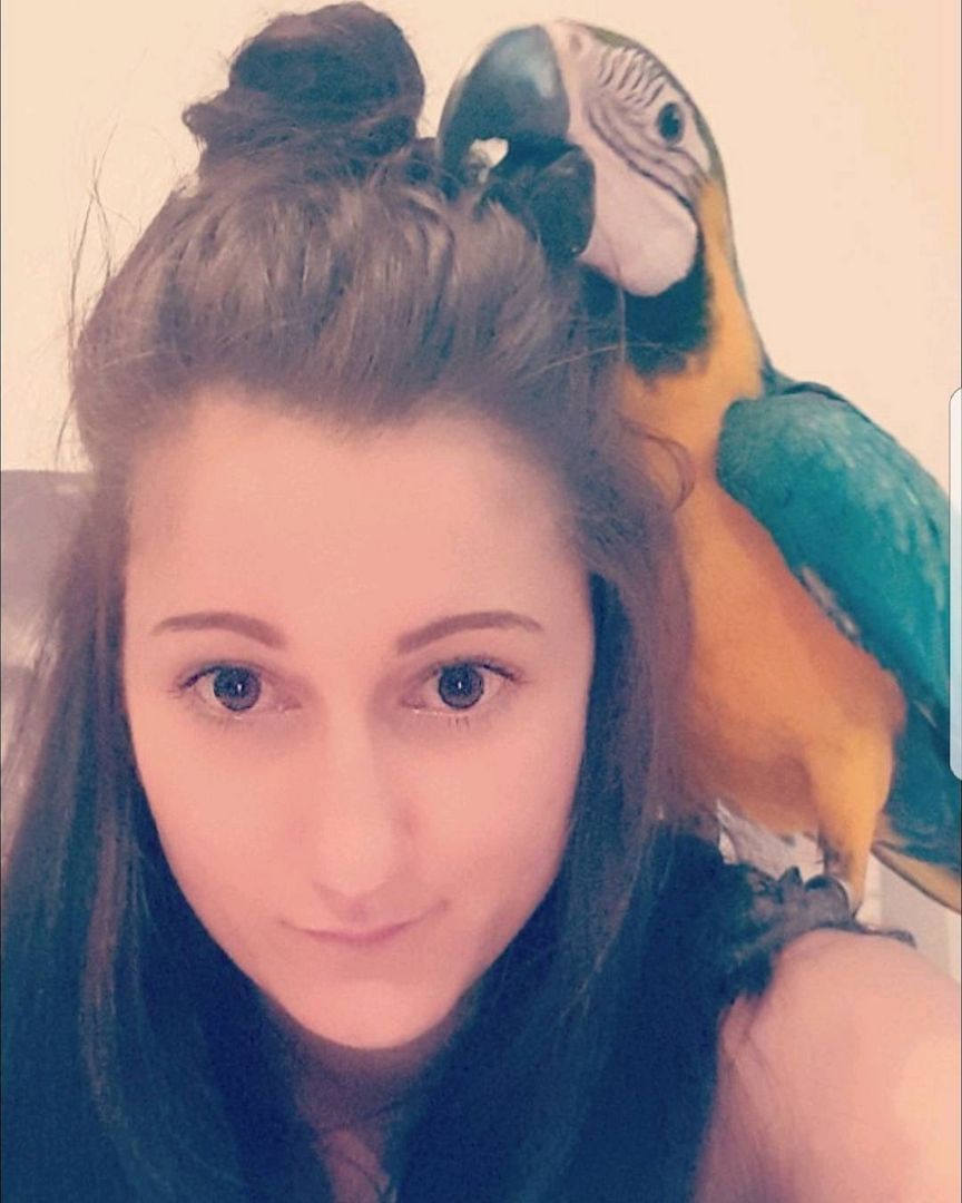 Wunderschöner Blau-Goldara-Papagei