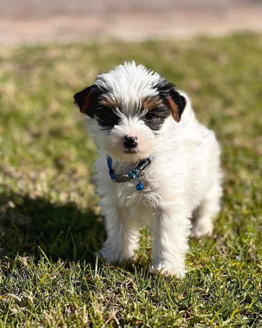 Süßer Biewer Yorkshire Terrier Welpe sucht ein neues Zuhause.