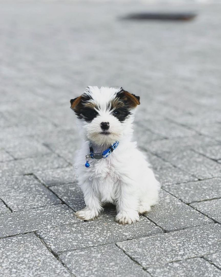 Süßer Biewer Yorkshire Terrier Welpe sucht ein neues Zuhause.