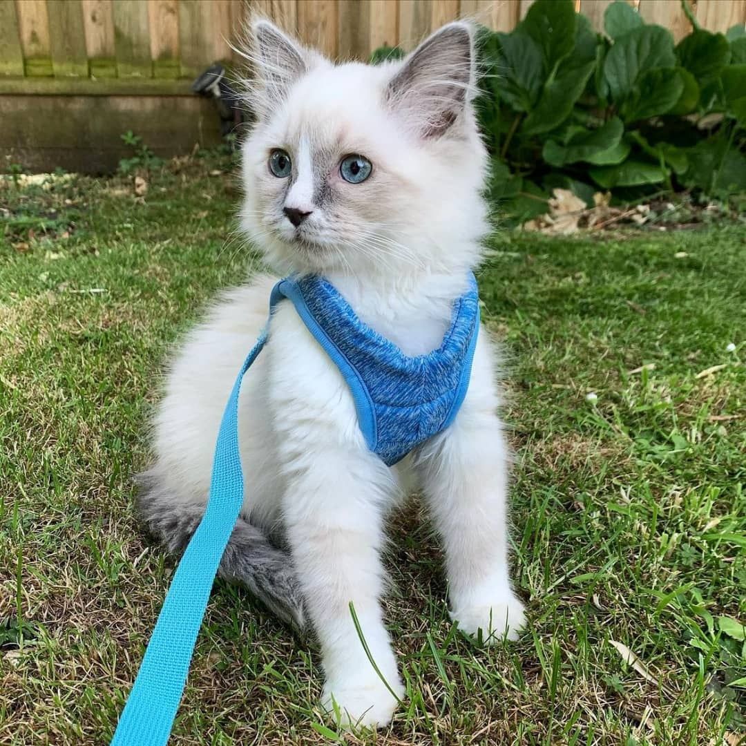 Ragdoll-Kätzchen mit tiefblauen Augen