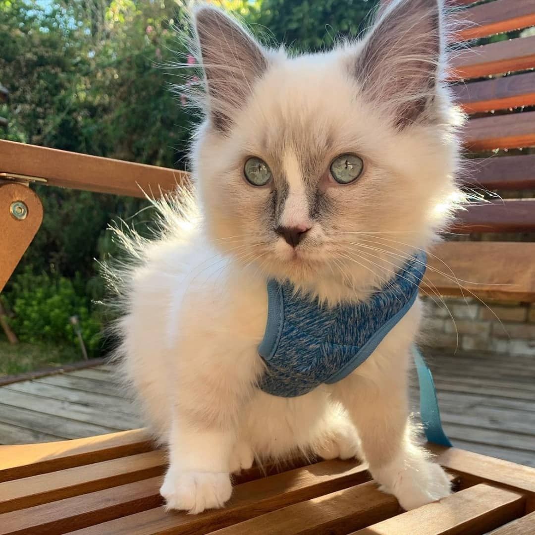 Ragdoll-Kätzchen mit tiefblauen Augen