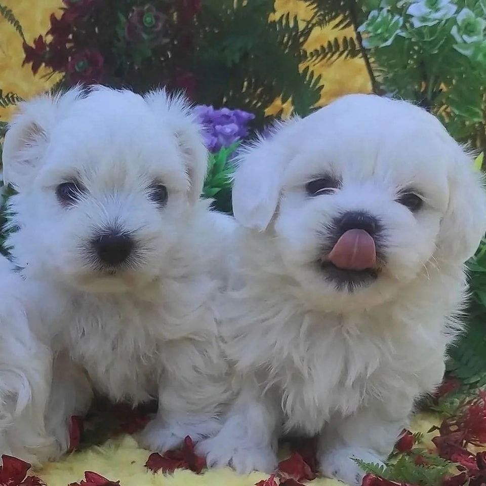 Malteser Welpen zu verkaufen
