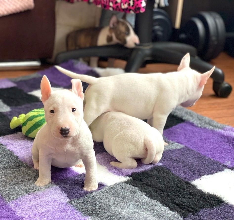 Mini-Bullterrier-Welpen Mini-Bullterrier-Welpen