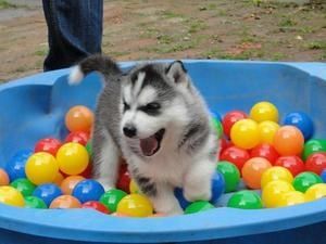 Siberian Husky-Welpen