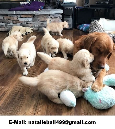 Golden Retriever-W M