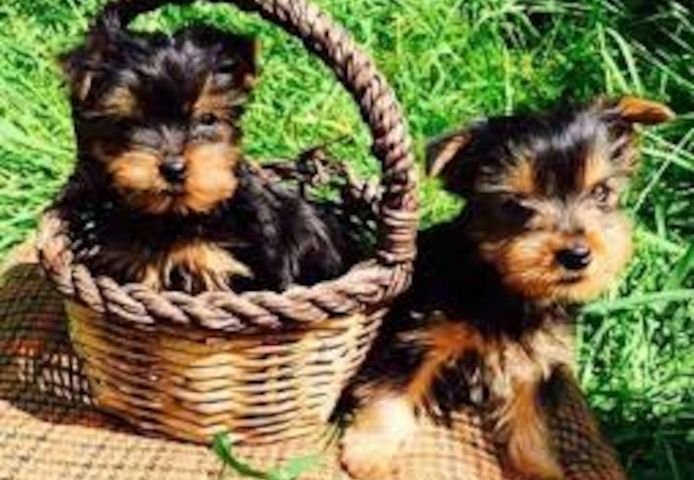 Yorkie welpen suchen neues Zuhause