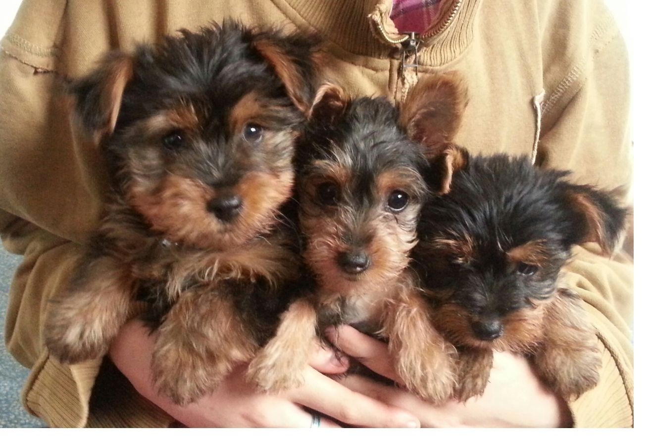Yorkshire Terrier 12 Wochen mit Papieren