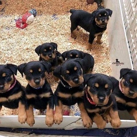 Rottweiler-Welpen suchen liebevolles Zuhause