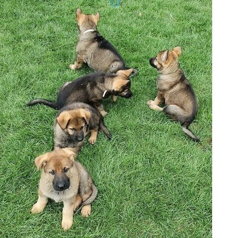 Super Deutsche Schäferhundwelpen mit Papieren Super Deutsche Schäferhundwelpen mit Papieren