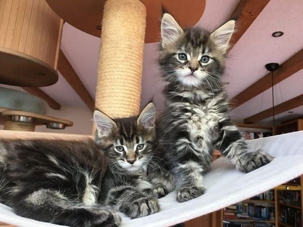 Maine Coon Kitten mit Stammbaum .