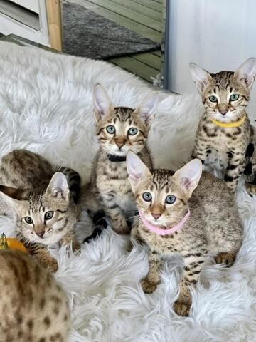Savannah-Kätzchen zu verkaufen