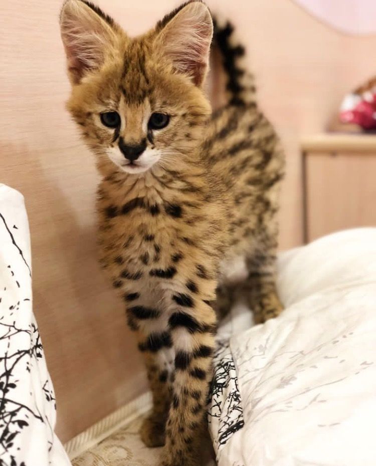 Bezaubernde Savannah Kätzchen Jetzt bereit