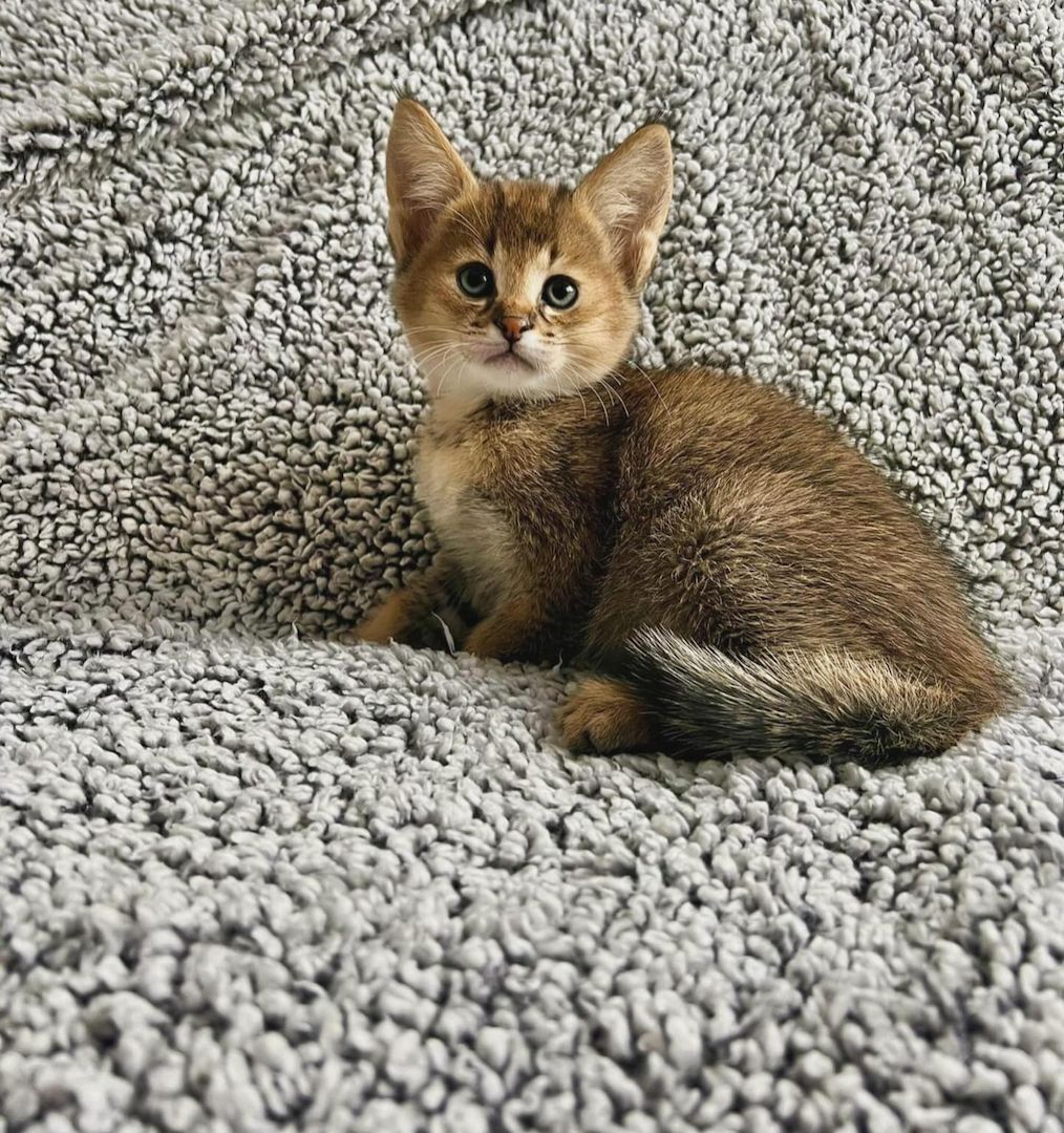 Savannah f4, f5, f6 Kätzchen verfügbar