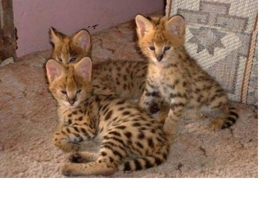 Savannah und Karakalkätzchen