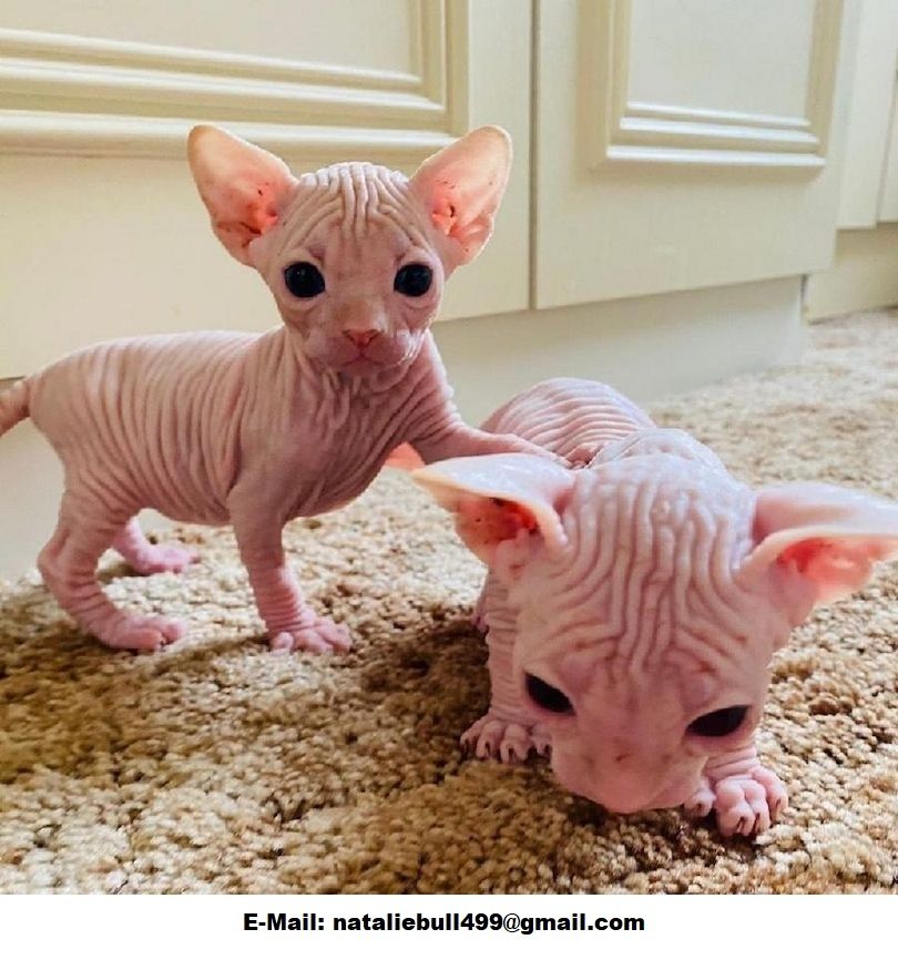 Schöne Sphynx-Kätzchen zu verkaufen,