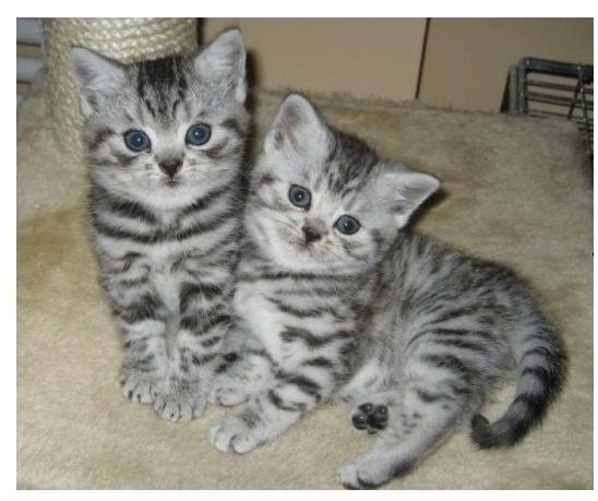 BKH Britisch Kurzhaar Katzen