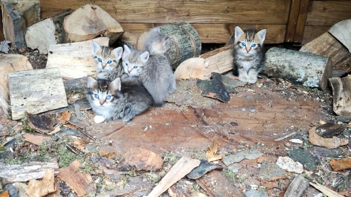 Bildschöne Waldkatzen/BKH Mischlinge