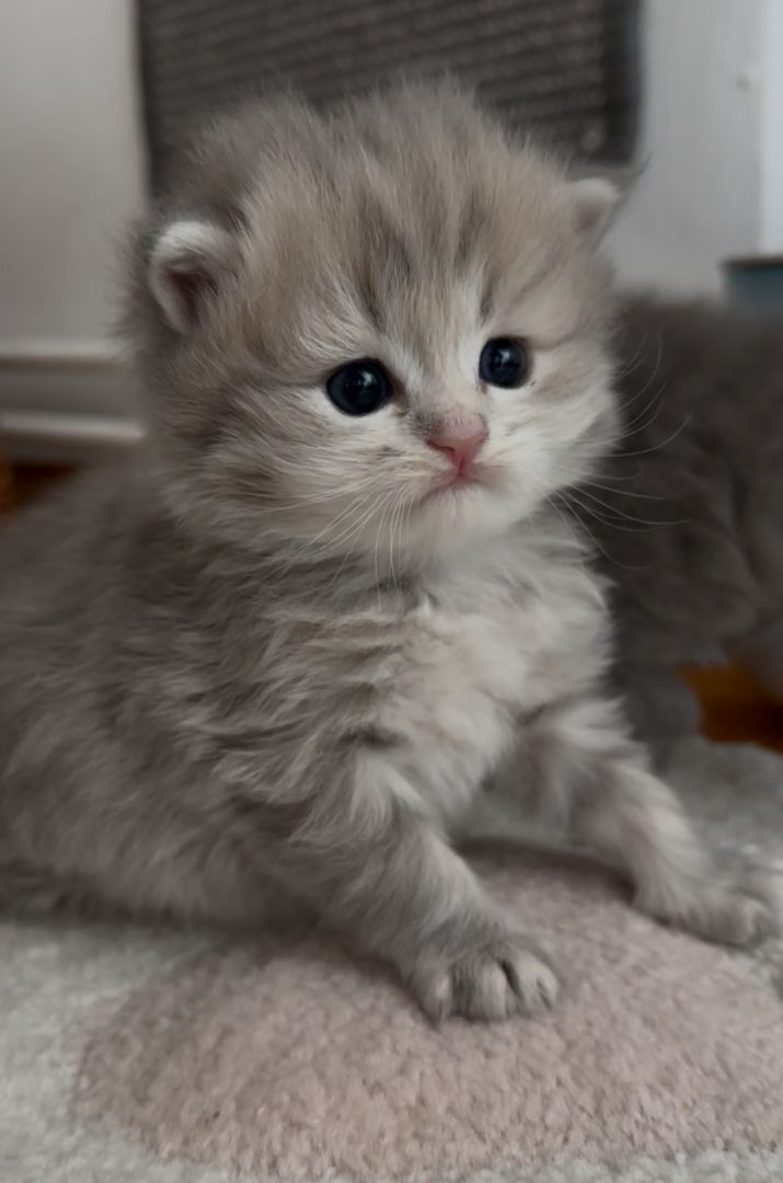 Drei süße britisch langhaar Kater/ Kitten reinrassig mit Stammbaum suchen liebevolles Zuhause