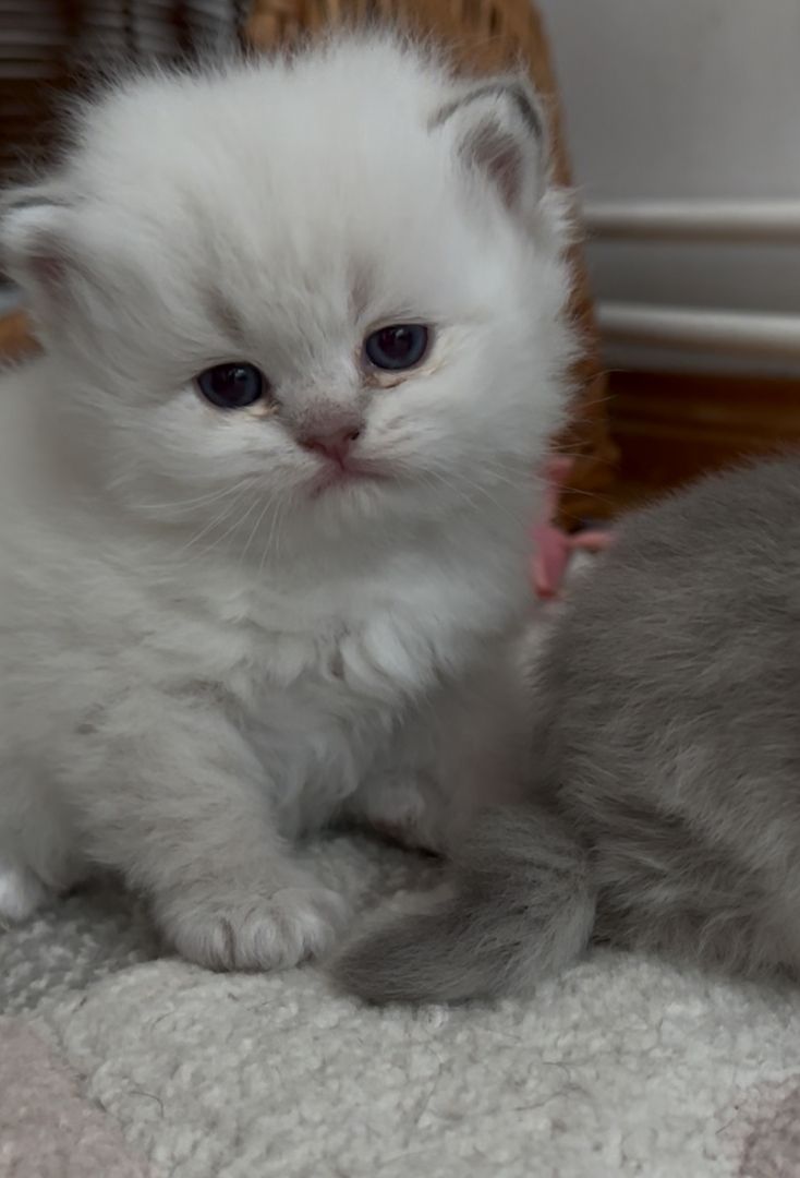 Drei süße britisch langhaar Kater/ Kitten reinrassig mit Stammbaum suchen liebevolles Zuhause